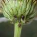Stor Blommebladlus (Brachycaudus cardui)