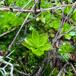 Stor Rosetmos (Rhodobryum roseum)