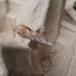 Palpetandspinder (Pterostoma palpina)