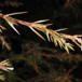 Ene (Juniperus communis)