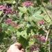 Blod-Ribs (Ribes sanguineum)