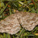 Birke-Barkmåler (Ectropis crepuscularia)