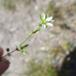 Almindelig Markarve (Arenaria serpyllifolia ssp. serpyllifolia)