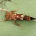 Lille Rodæder (Phymatopus hecta)