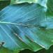 Bøgefiltgalmide (Aceria nervisequa)