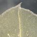 Mose-Krybstjerne (Plagiomnium ellipticum)