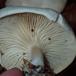 Tragthat indet. (Clitocybe sp.)