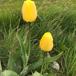 Have-Tulipan (Tulipa gesneriana)