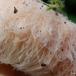 Dunet Mælkehat (Lactarius pubescens)