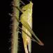 Sydlig Sivgræshoppe (Conocephalus fuscus)