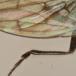 Crumomyia fimetaria (Crumomyia fimetaria)