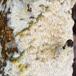 Hvid Tandsvamp (Hyphodontia paradoxa)
