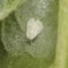 Kålmellus (Aleyrodes proletella)