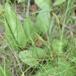 Slangetunge (Ophioglossum vulgatum)