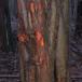 Vandgran (Metasequoia glyptostroboides)