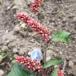 Knudet Pileurt (Persicaria lapathifolia ssp. lapathifolia)