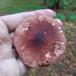 Rosabrun Snekkehat (Limacella vinosorubescens)