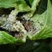 Ribsskjallerbladlus (Hyperomyzus rhinanthi)