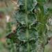 Kruset Tidsel (Carduus crispus)