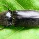 Almindelig Græssmælder (Cidnopus pilosus)