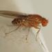 Drosophila transversa (Drosophila transversa)