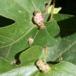 Stor Navrbladgalmide (Aceria macrochela)