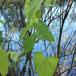 Almindelig Gærde-Snerle (Calystegia sepium ssp. sepium)