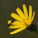 Bredhorn-Svirreflue (Pelecocera tricincta)