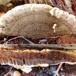 Kroghåret Spejlporesvamp (Inonotus cuticularis)