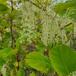 Japan-Pileurt (Fallopia japonica)