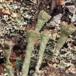 Cladonia chlorophaea s. lat. (Cladonia chlorophaea s. lat.)