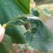 Lindebladrullergalmyg (Dasineura tiliae)