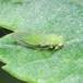 Grøn Tjørnebladloppe (Cacopsylla peregrina)