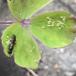 Akelejebladlus (Longicaudus trirhodus)
