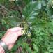 Pyrenæisk Røn (Sorbus mougeotii)