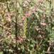 Høst-Rødtop (Odontites vulgaris)
