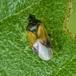 Plantageblomstertæge (Plesiodema pinetella)