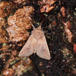 Hvid-Punkt Græsugle (Mythimna albipuncta)