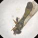 Almindelig Køllesvirreflue (Neoascia podagrica)