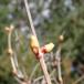 Kvalkved (Viburnum opulus)