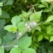 Almindelig Brombær (Rubus plicatus)