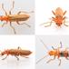 Cantharis cryptica (Cantharis cryptica)