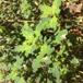 Dværg-Gåsefod (Chenopodium pumilio)