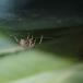 Væksthusspinder (Parasteatoda tepidariorum)