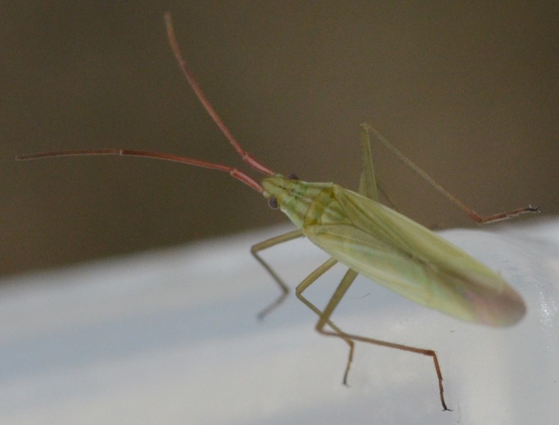 Stenodema laevigata ? - Naturbasen