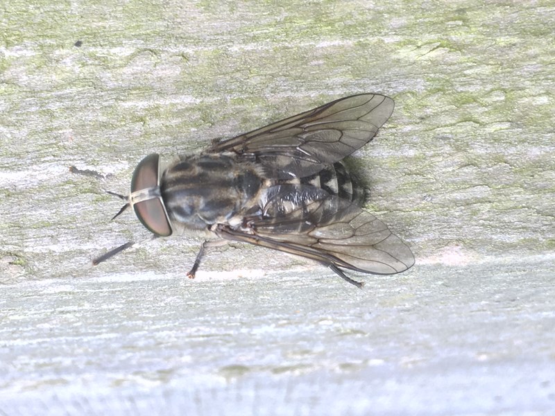 hvilken-stor-kl-g-naturbasen