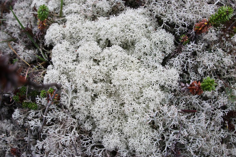 Cladonia stellaris? - Naturbasen