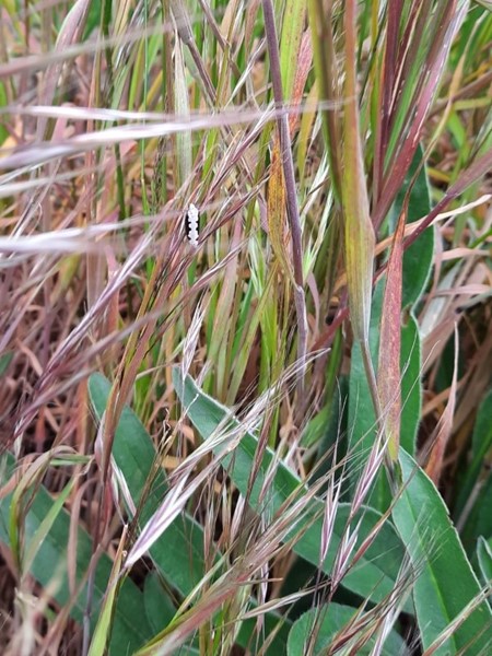 Hvilken sort-hvid sværmer - Naturbasen