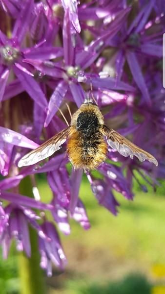 Hvilken humle svirreflue - Naturbasen
