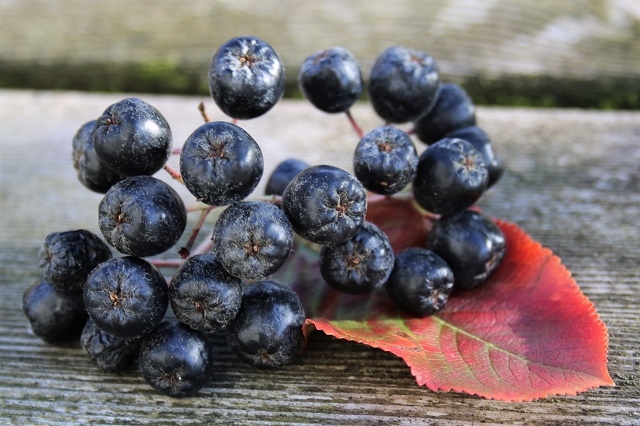 jeg prøver lige igen, med nyt foto: sortfrugtet surbær? - Naturbasen